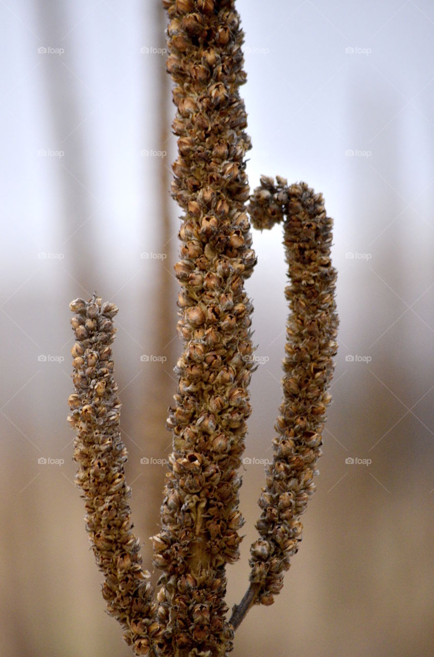 Mullein Seedheads