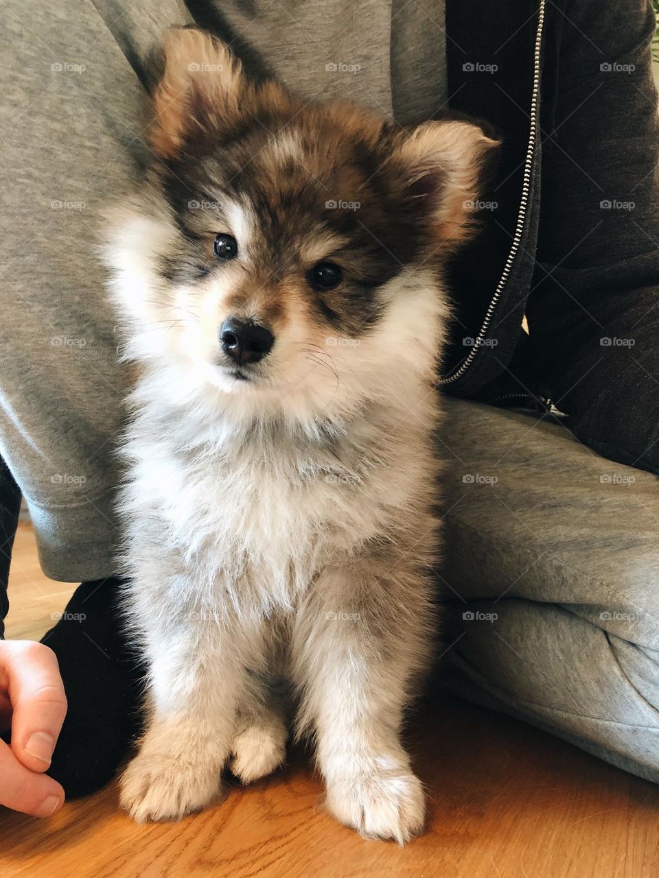 Portrait of a young Finnish Lapphund puppy 