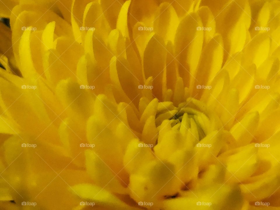 A yellow chrysanthemum Close-up ...
