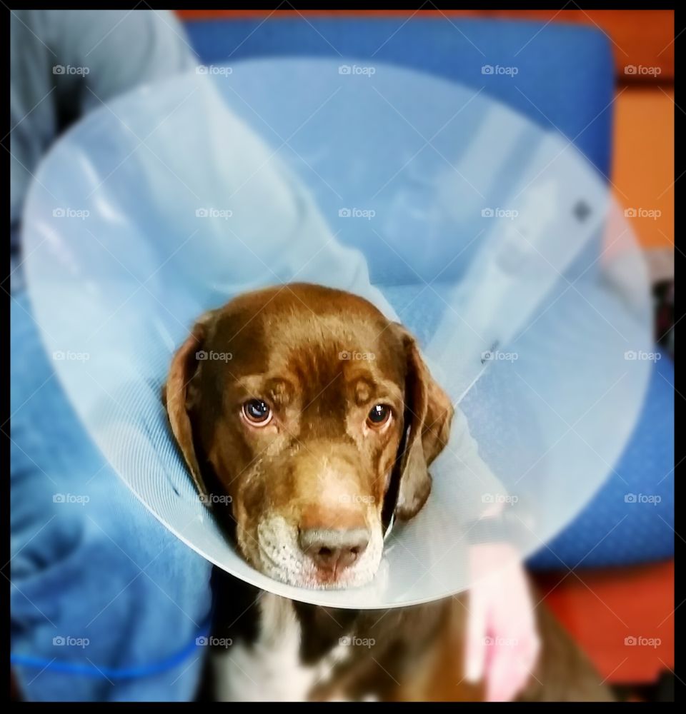 Cone of Shame--Poor Baby