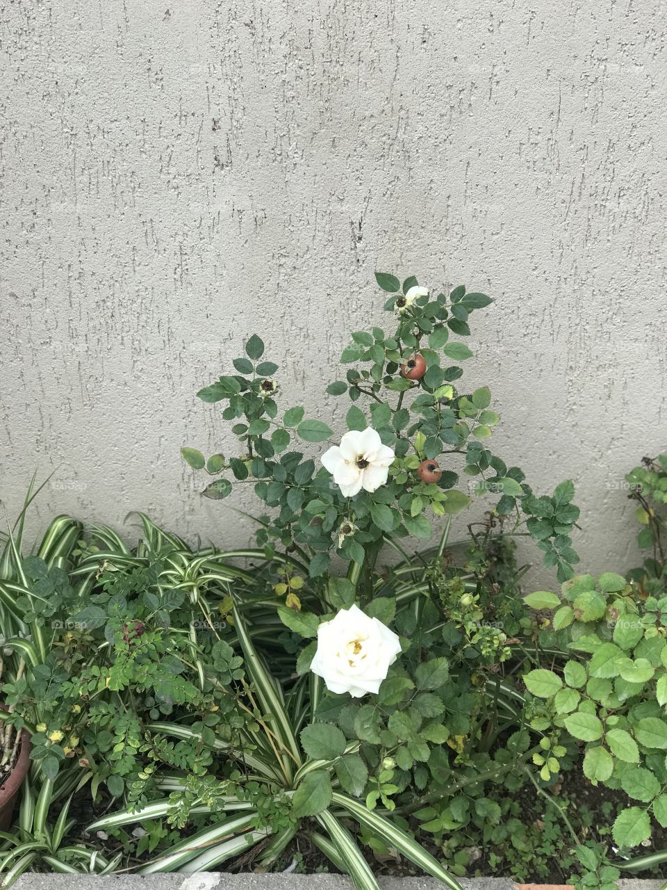 Brazilian white Rose flower 