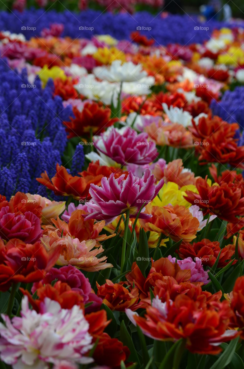 Tulip blooming at keukenhof gardens