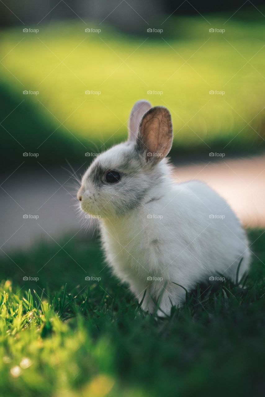 rabbit