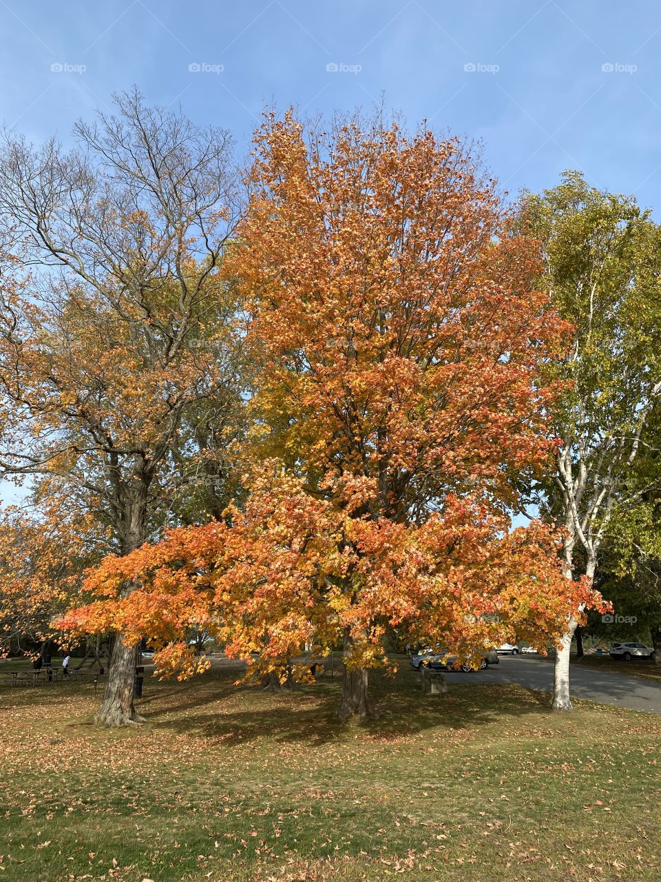 Fall foliage 