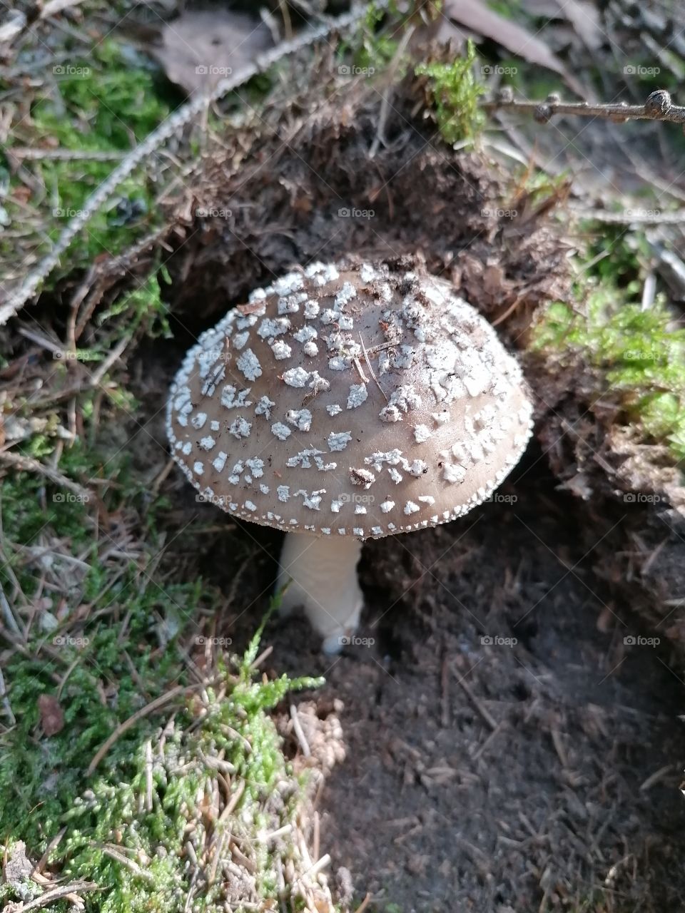 Mushroom