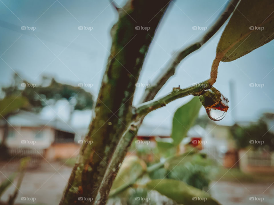 rain on the plant