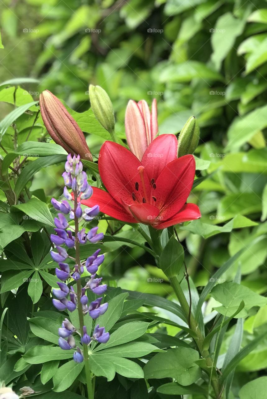 Every flower blooms in its own time