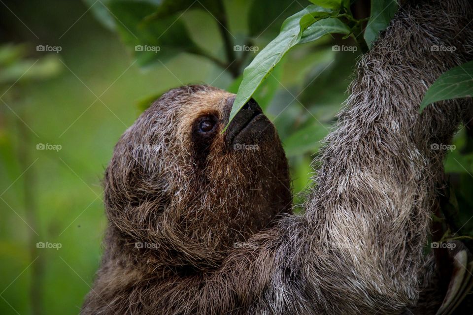 Sloth