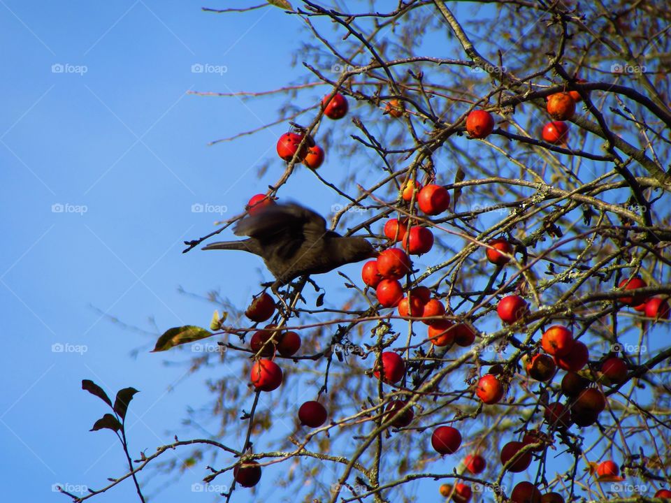 Bird eating berry fruit