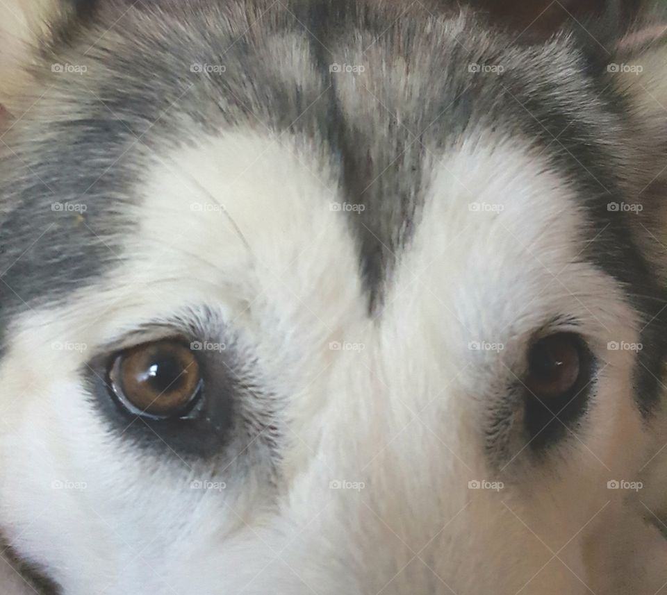 Adonis AlaskanMalamute brown eyes