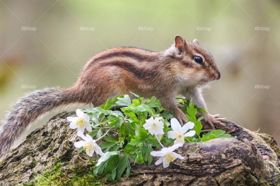 Chipmunk close-up portrait near flowers in beginning of spring