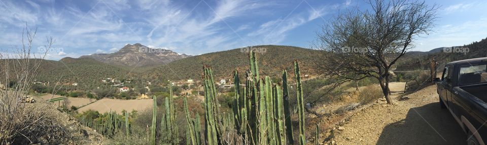 Beautiful cactus and sky