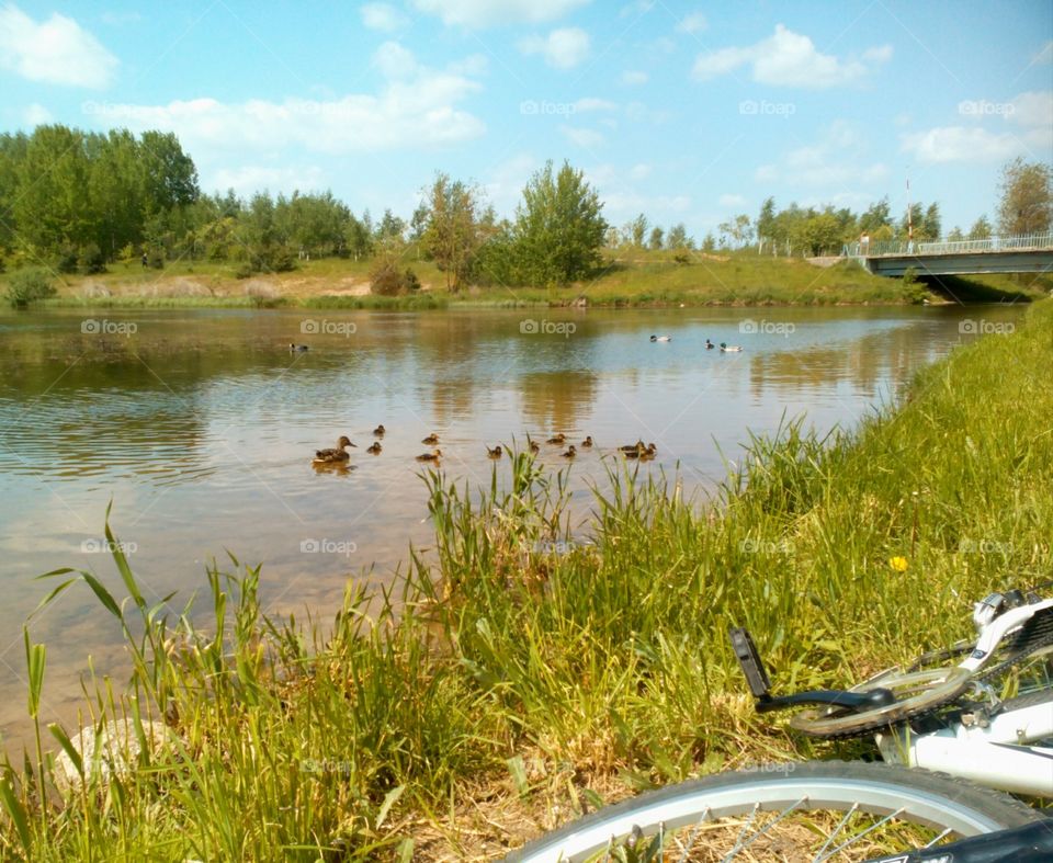 Water, Lake, River, Nature, Grass