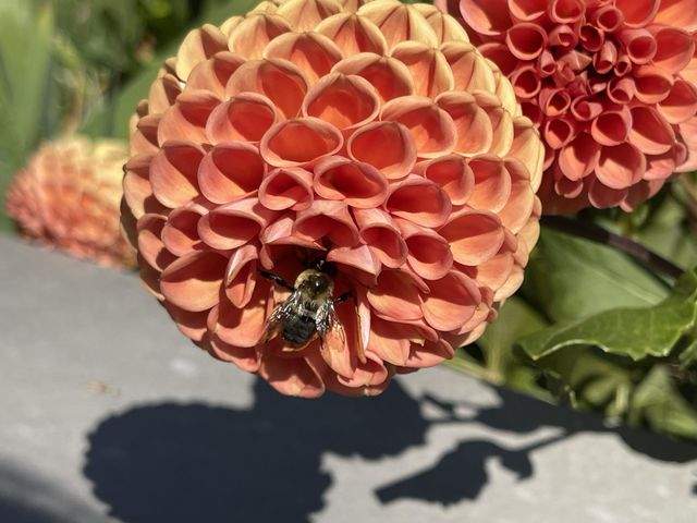 Bee 🐝