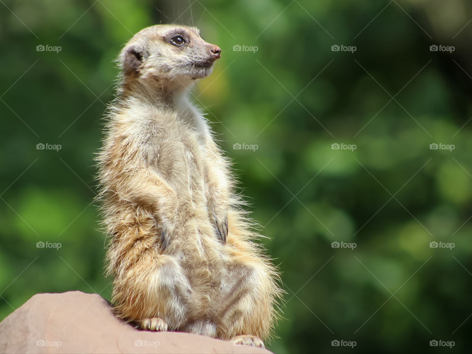 Meerkat sitting and watching