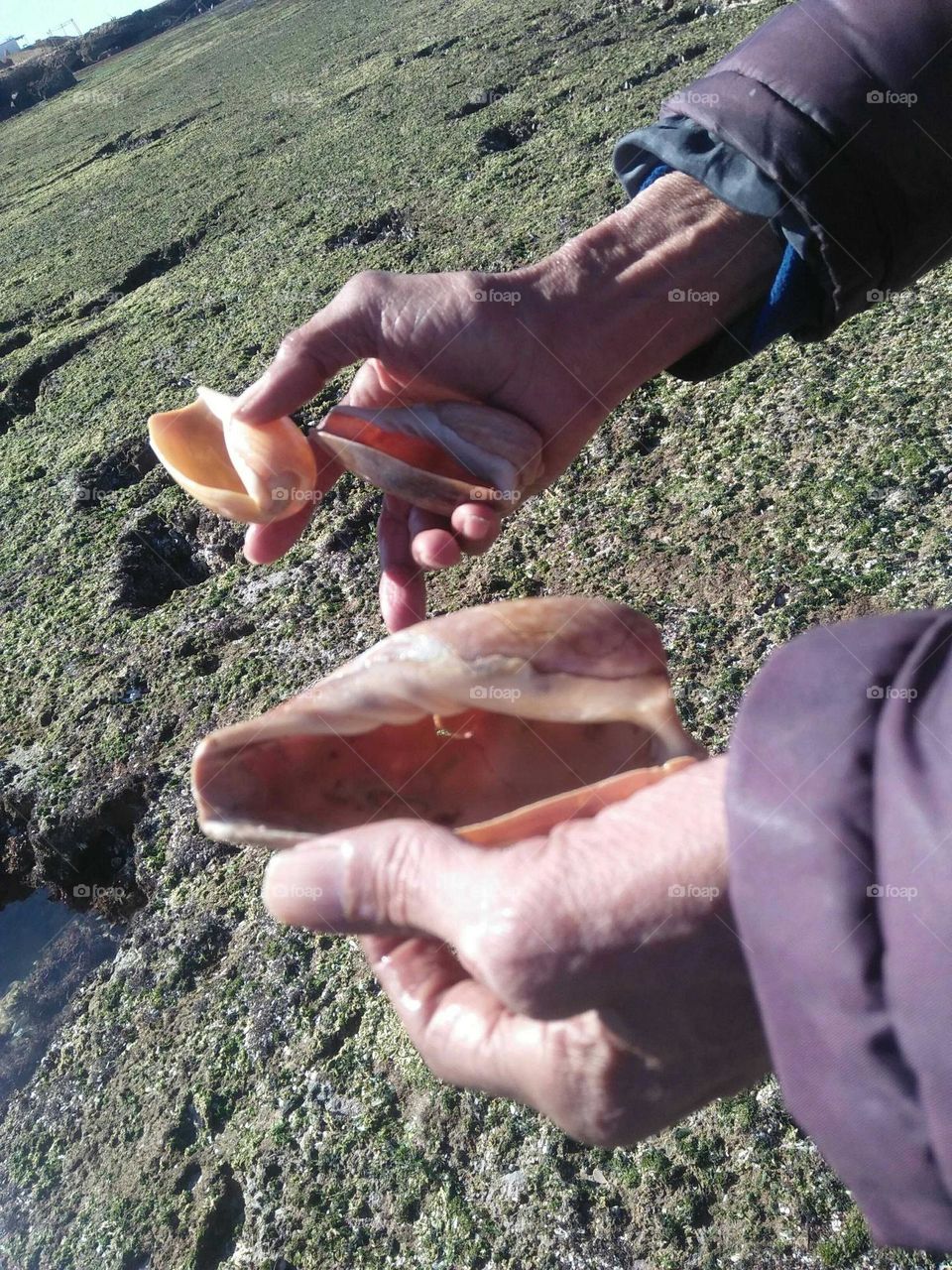  Two hands carrying sea oysters