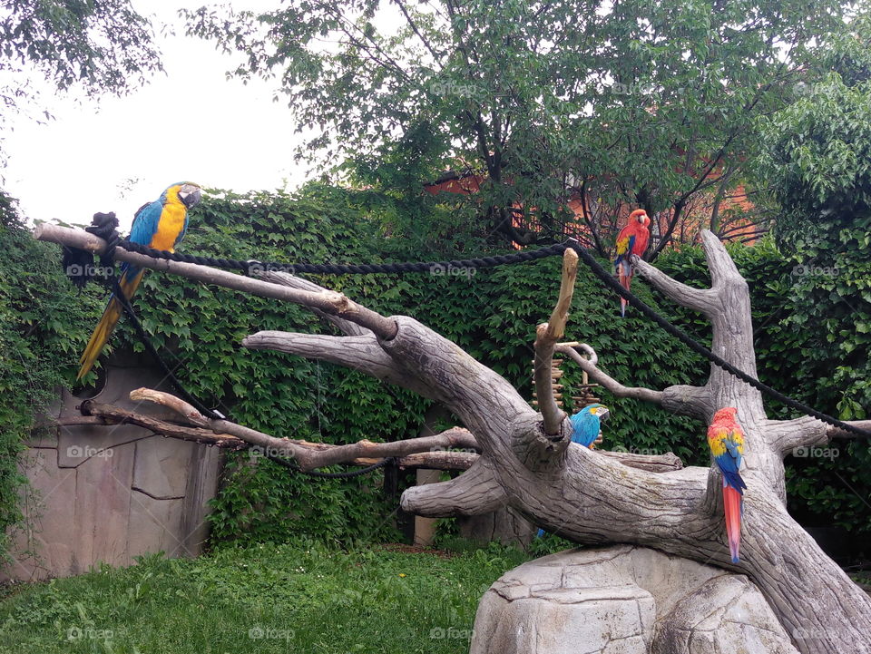colourful parrots