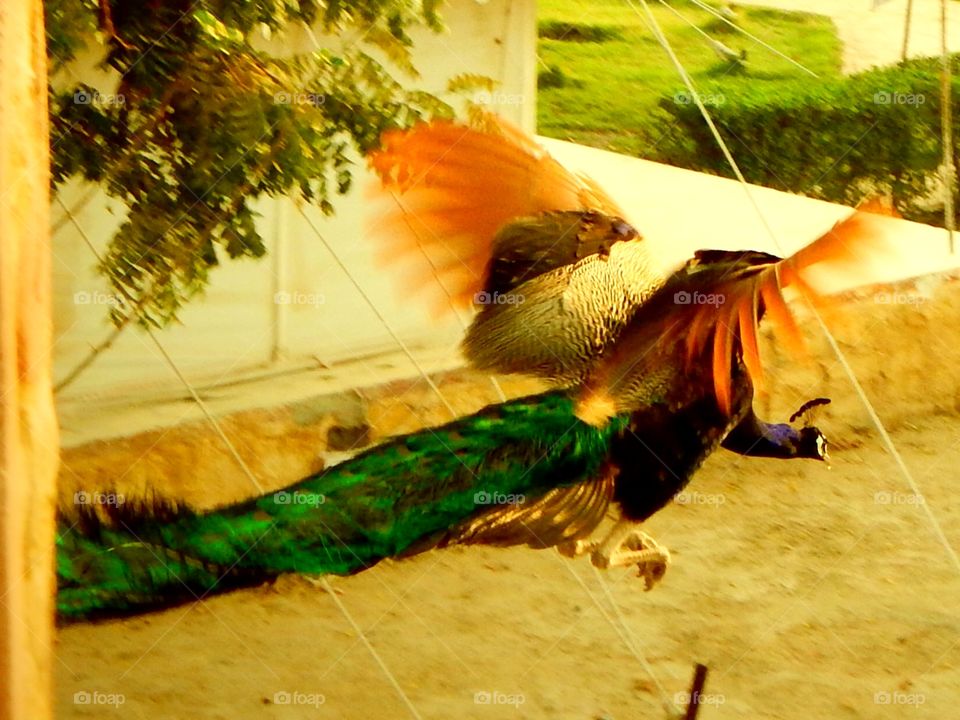 it's truly wonderful to watch peacock fly
