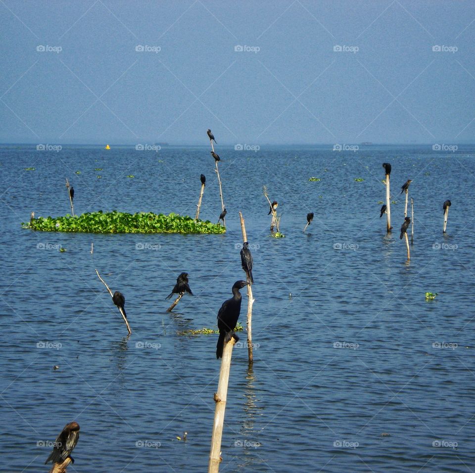 Cormorants in the Arabian sea (backwaters of Kerala)