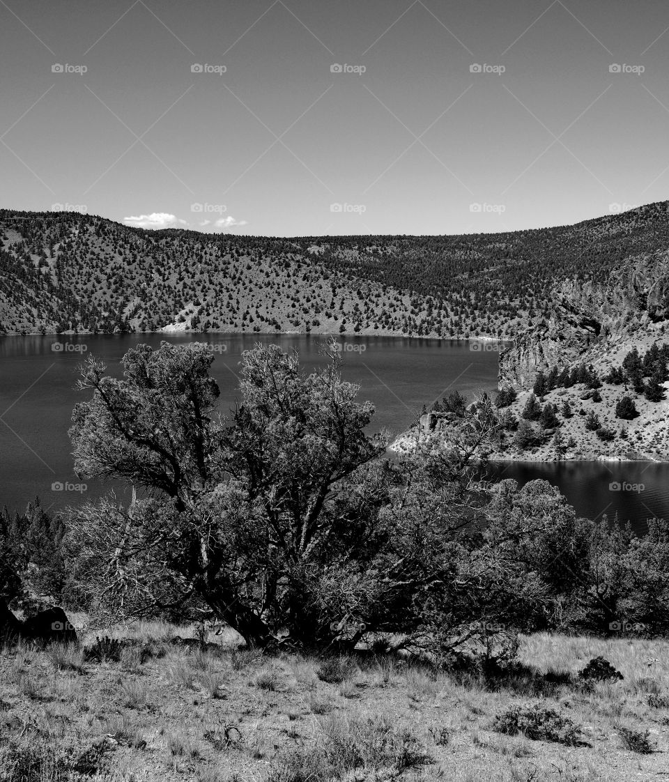 A juniper tree on the shore at Prineville Reservoir on a sunny summer morning 