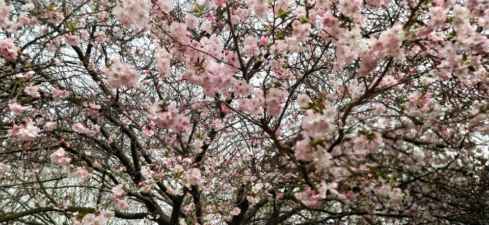 Creando el cielo y la vida.