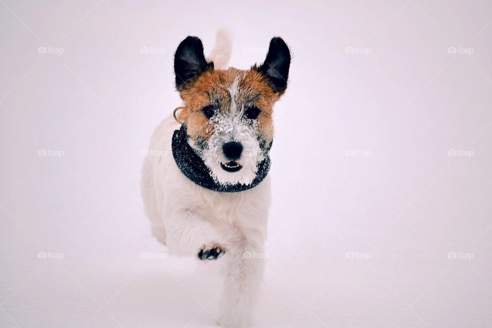 Snowy dog running towards the camera