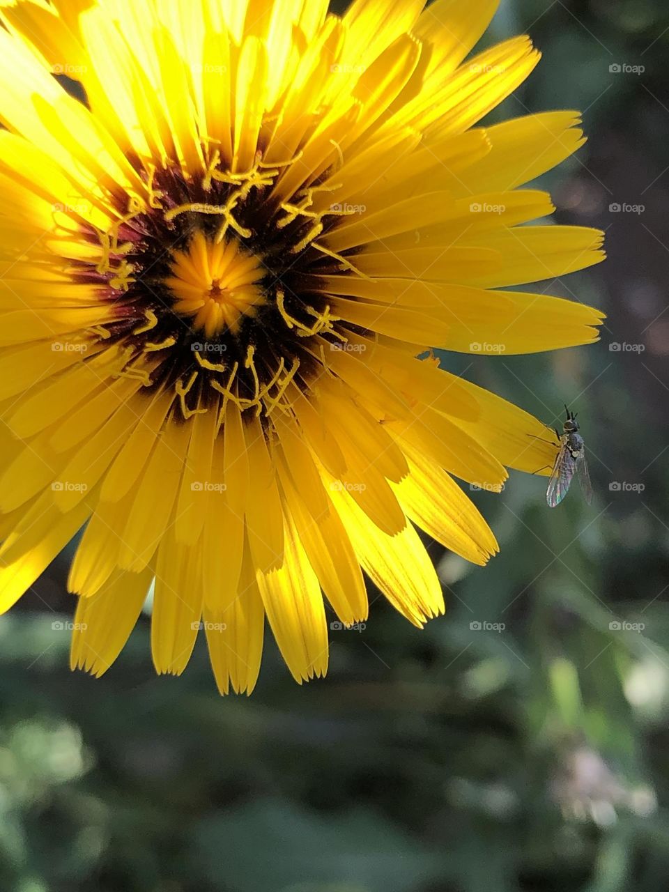 Beautiful yellow flower 