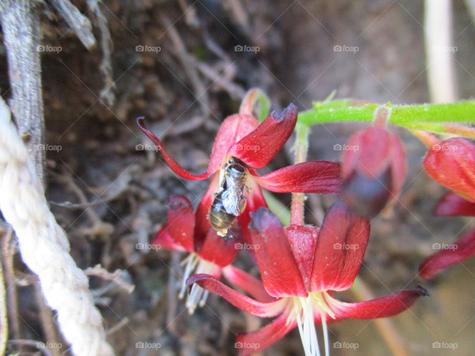 flower and insect