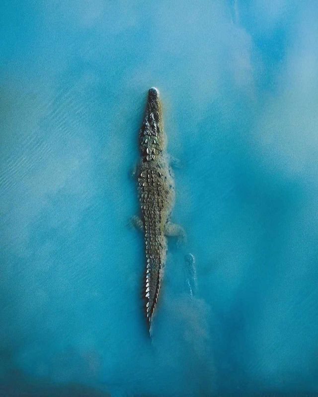 Alligator