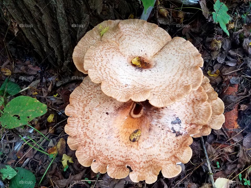 A walk through the woods