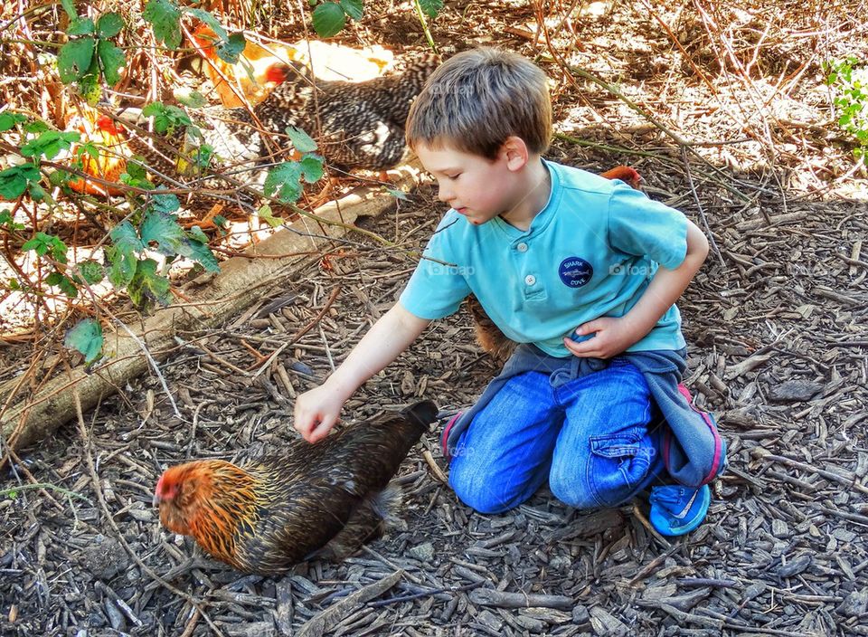 Boy Raising Chickens
