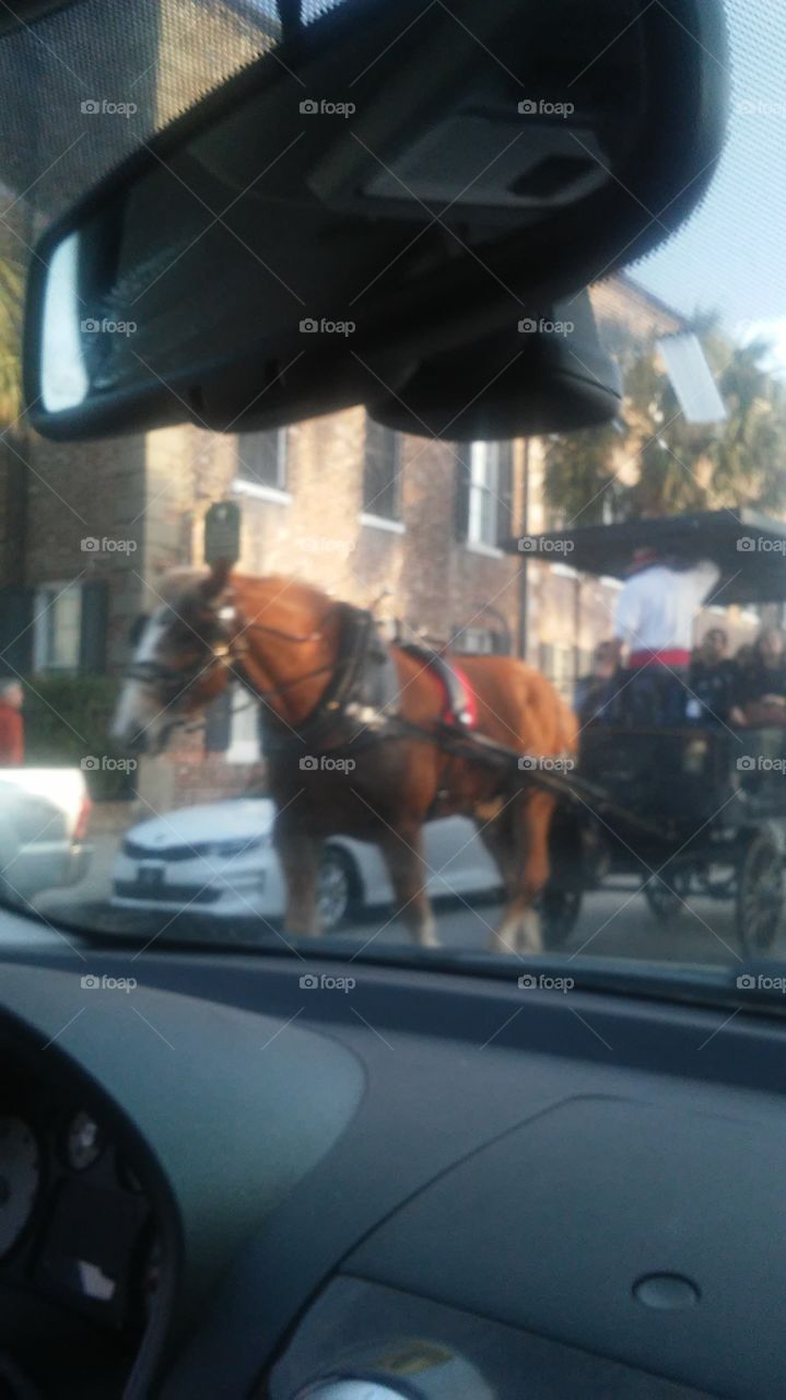 horse in Charleston