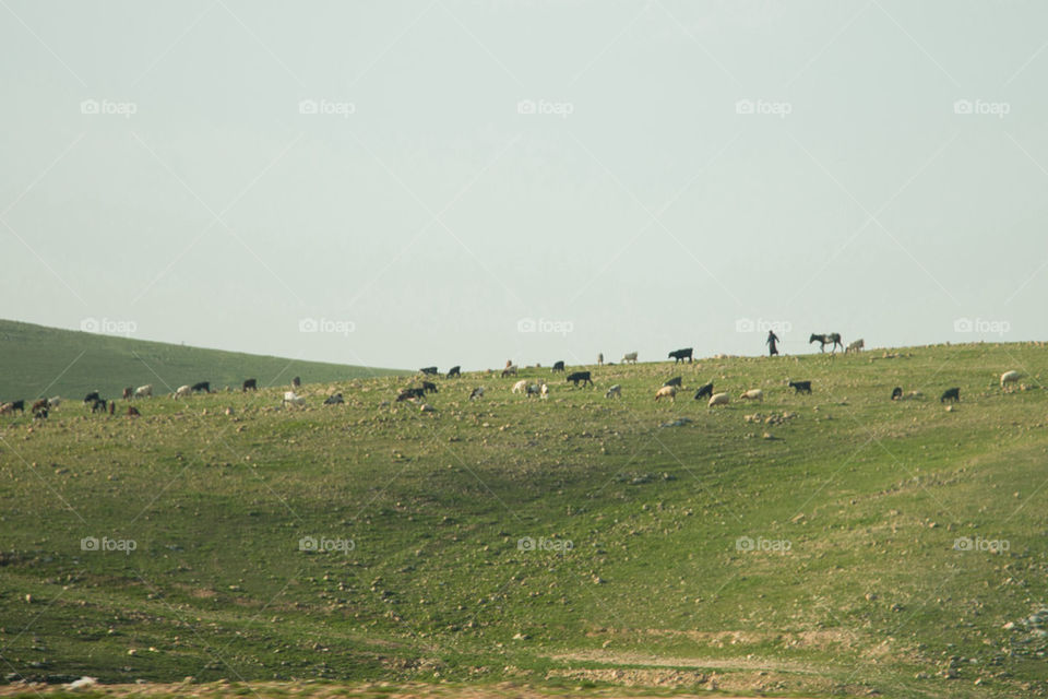 Farmer and his flock 