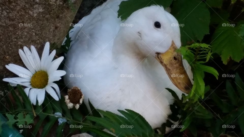 White duck with daisy