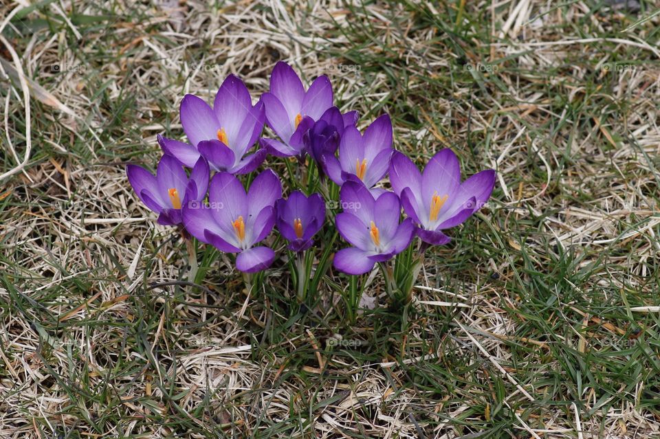 Crocus