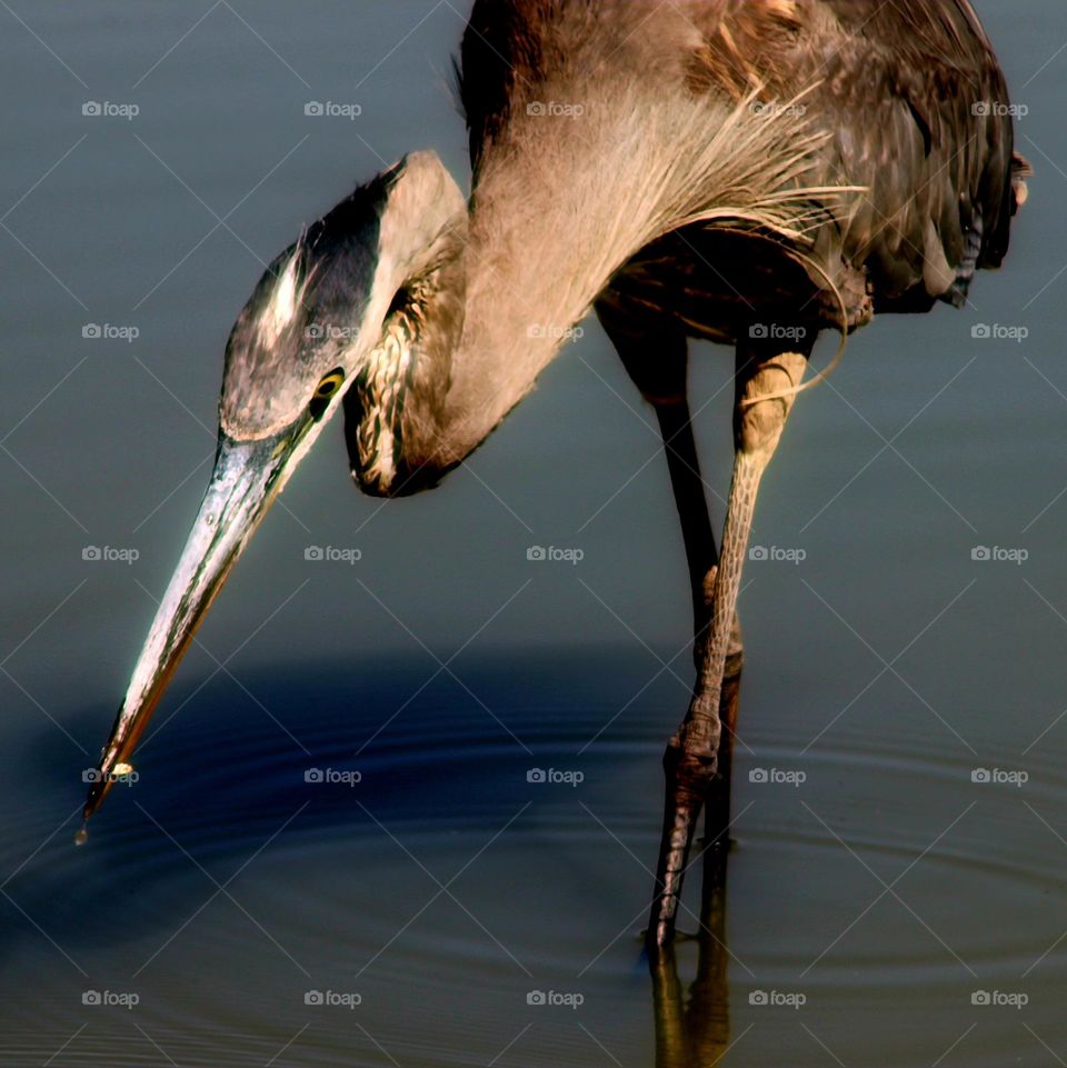 Great Blue Heron Stalking Fish