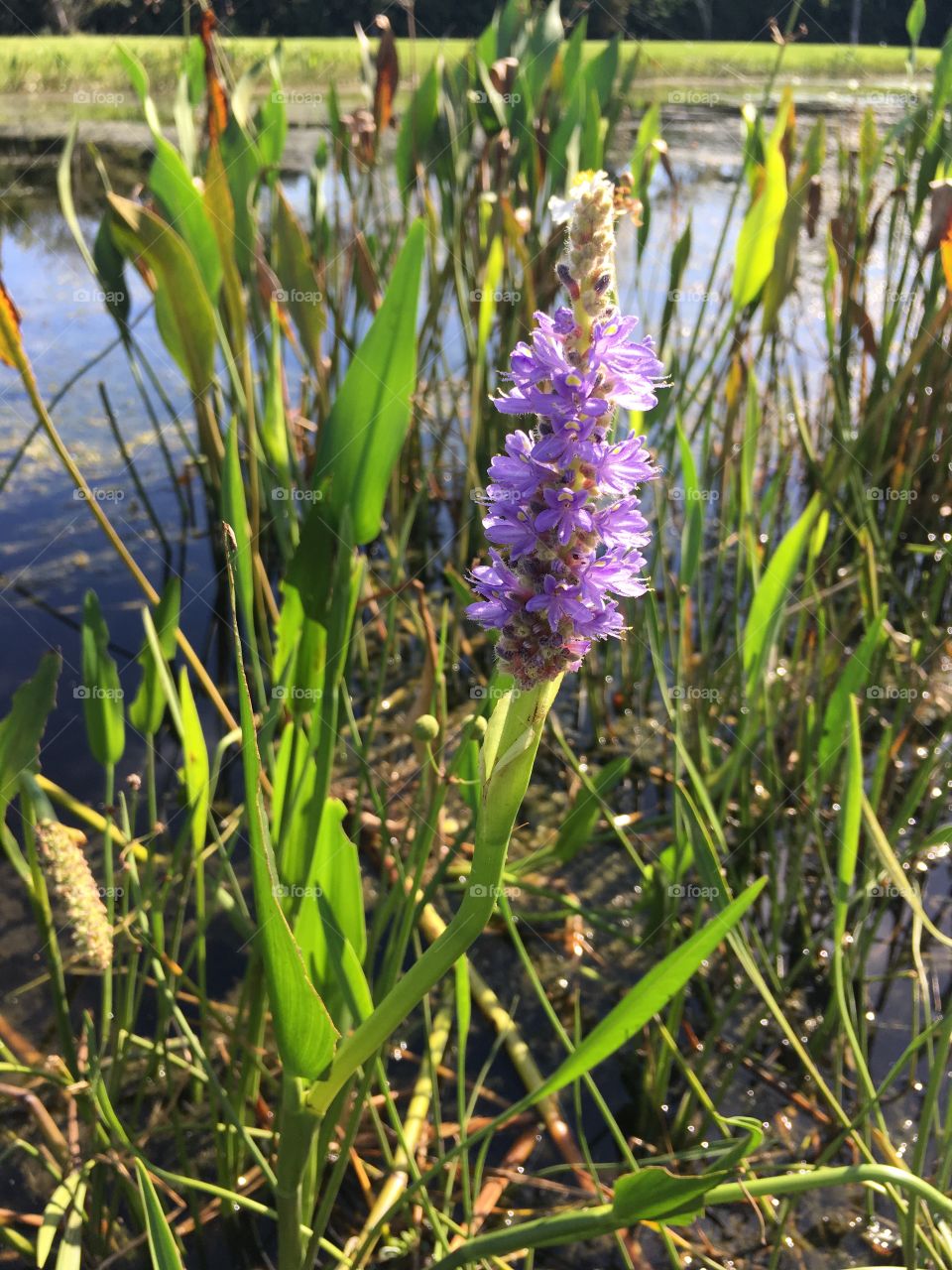 Beautiful purple flowers in a pond