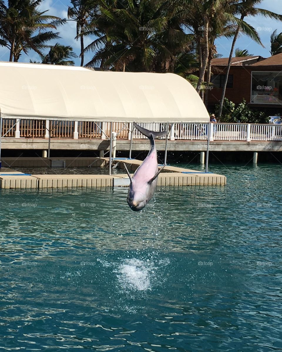 Dolphin tricks