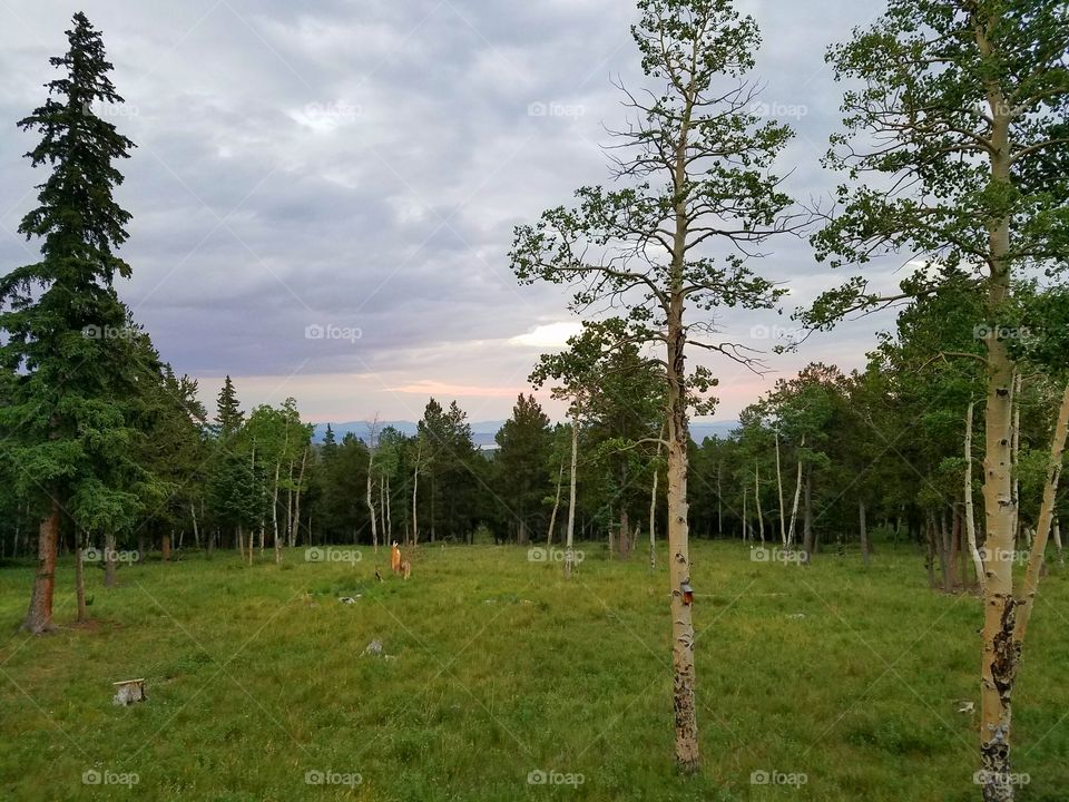 Wood, Tree, No Person, Landscape, Nature