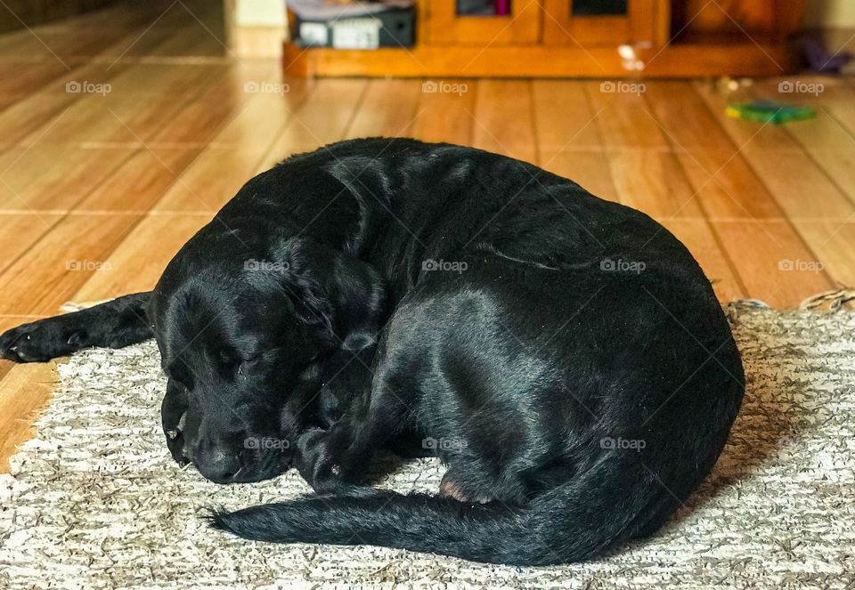 Our black resting on the rug in the living room