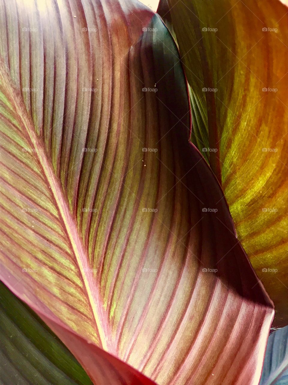 Close-Up Red & Yellow Plant Leaves