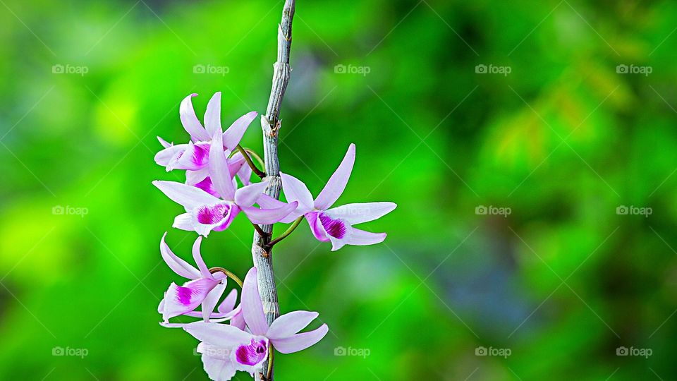 Orquídeas -
Lélia Púrpura (Laelia Purpurata) ou  Cattleya purpurata