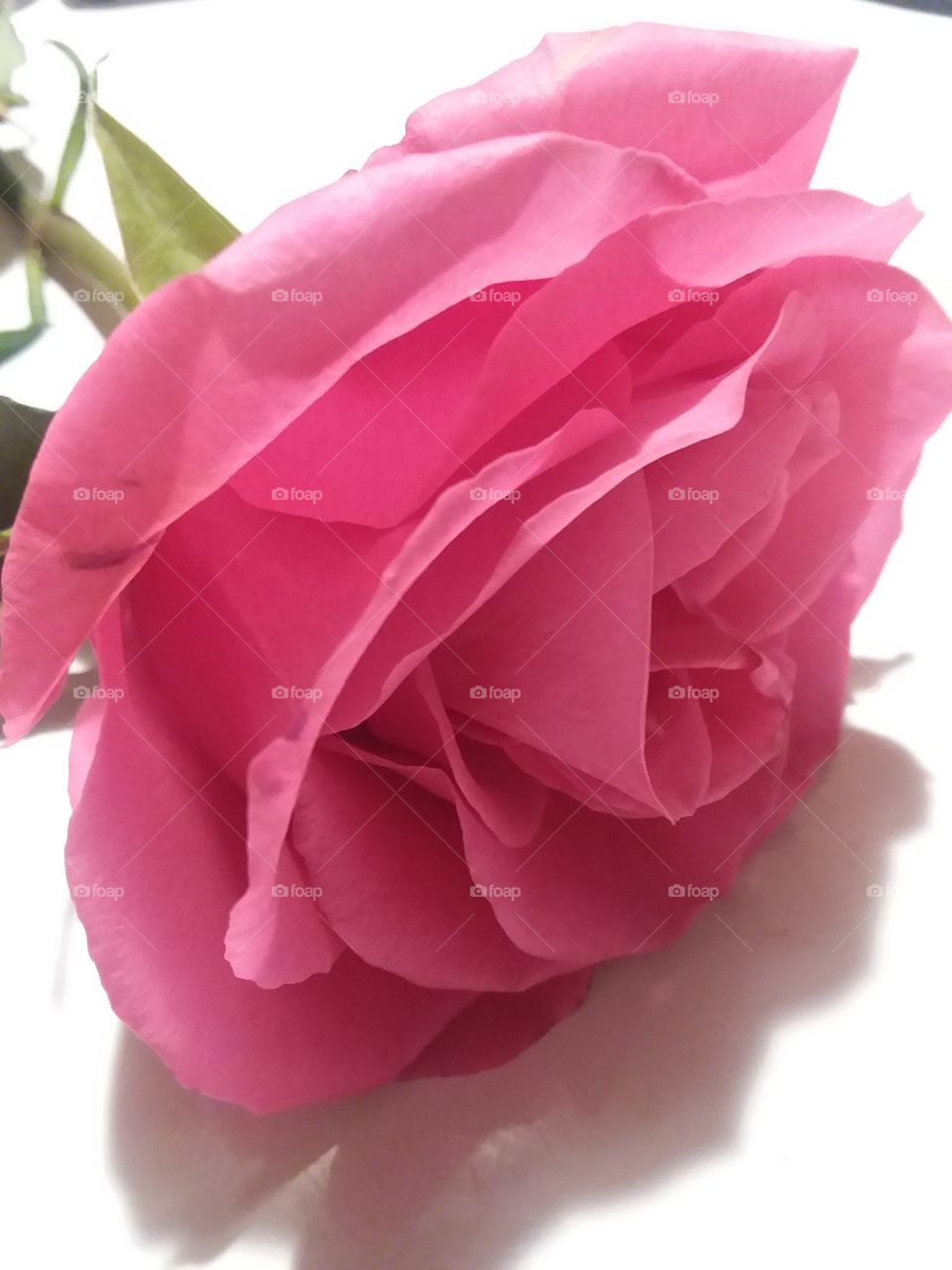Pink Single Rose