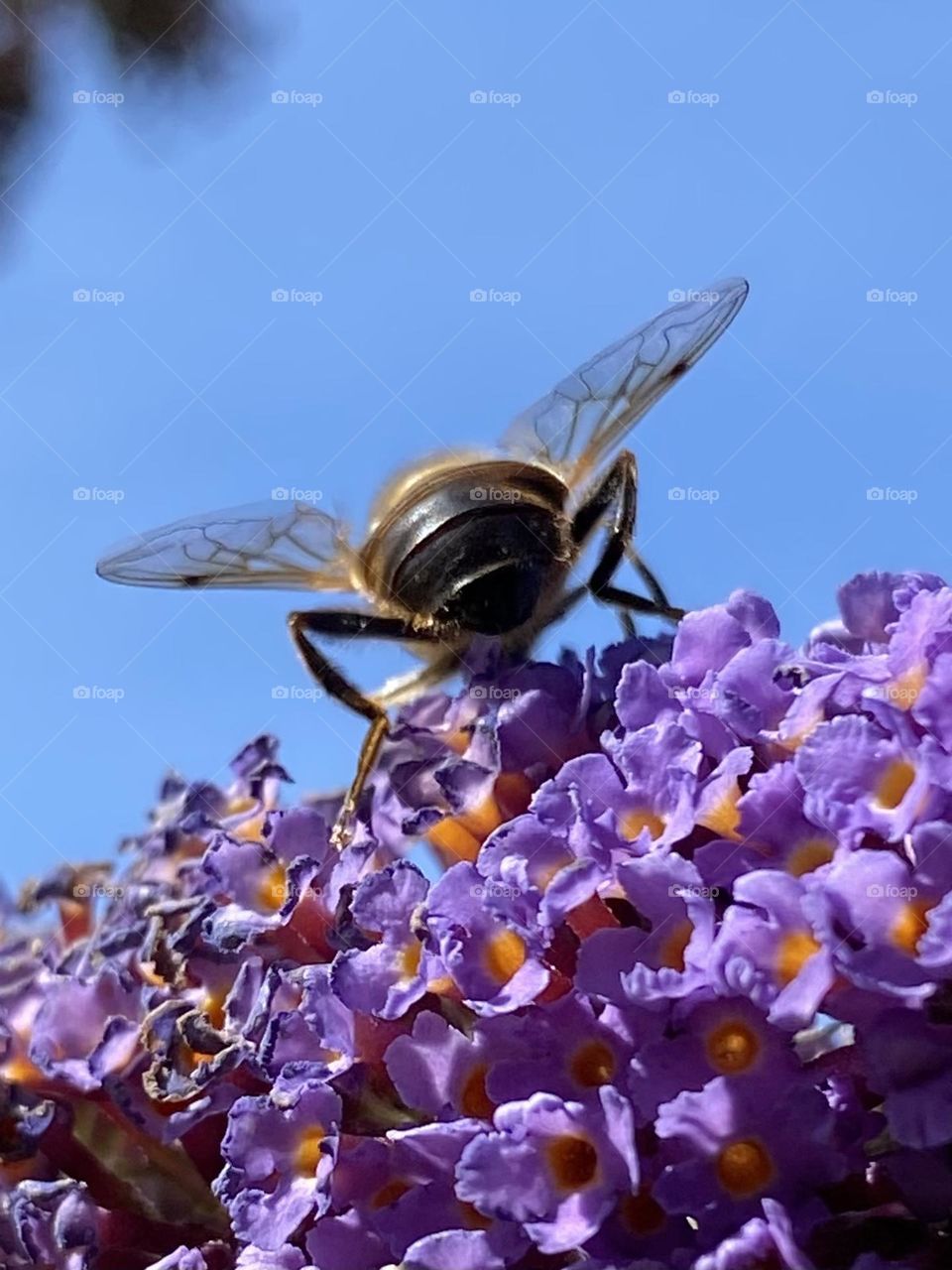 Bee 