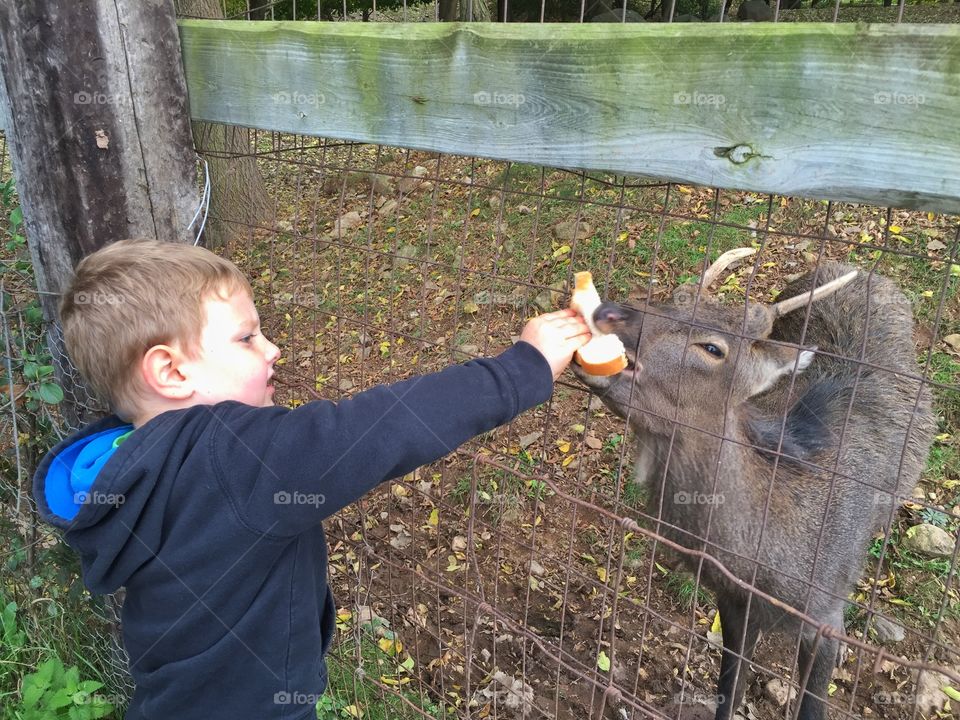Feeding the deer . Day at the farm trying to find the perfect pumpkin