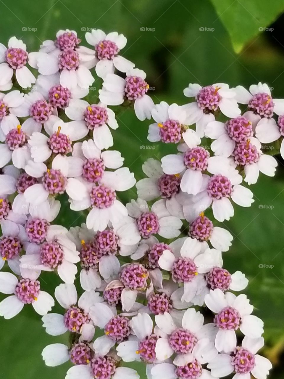pink yarrow
