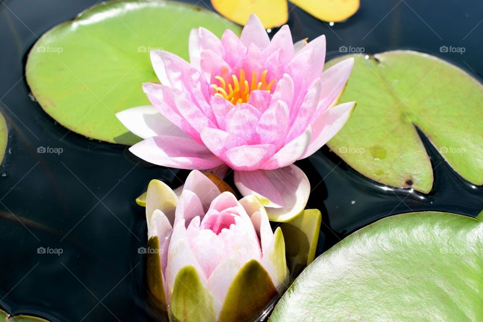 water lily pad pink