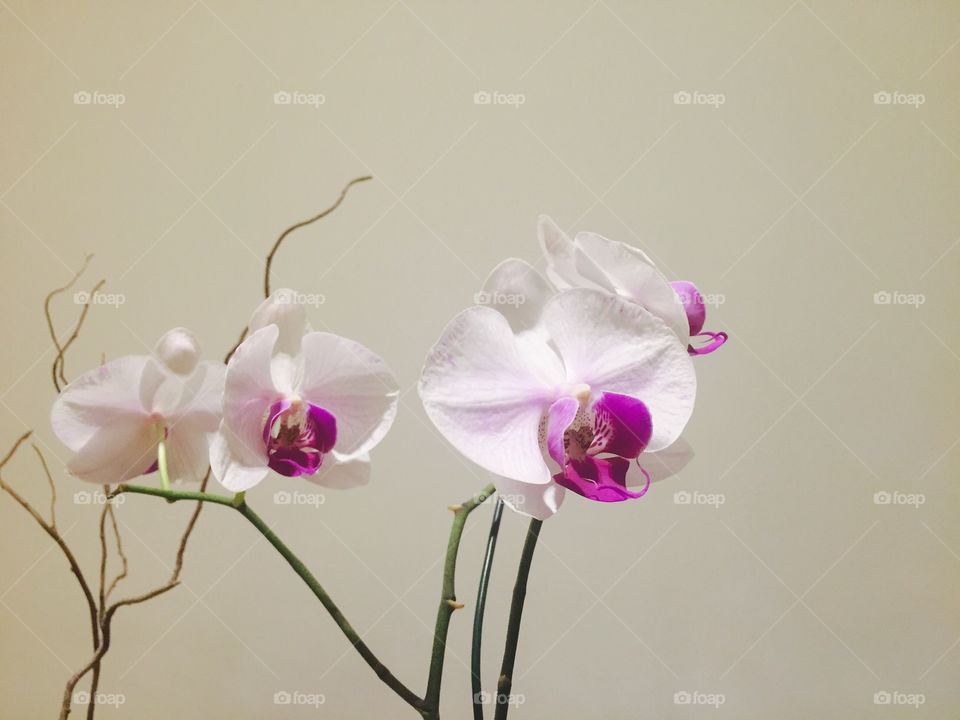 Flower - Orchid