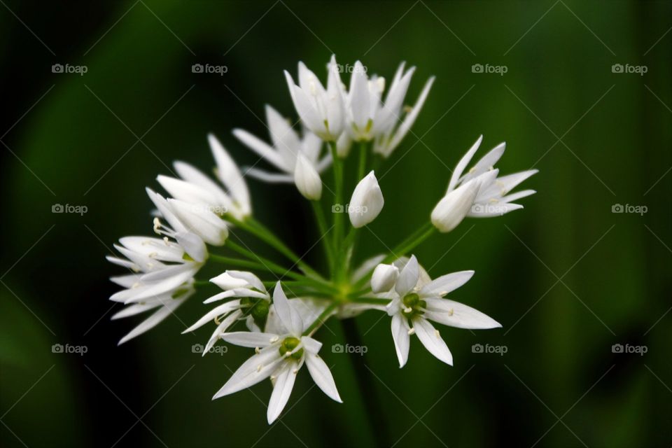 Ramsons (wild garlic), growing in abundance in local woodland