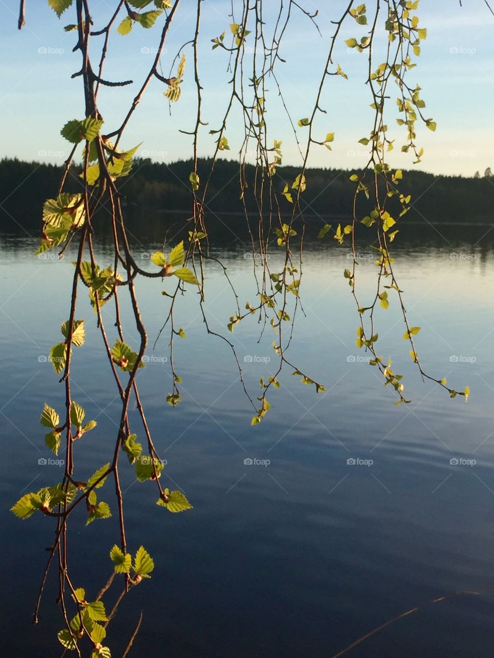 Branches over the lake